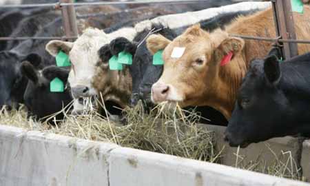 Allevamenti bovini in crisi, Cia: serve subito un Piano di settore