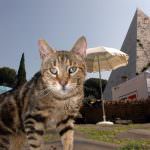 Roma: Animali, domenica mercatino di Natale alla Piramide