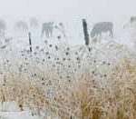 Maltempo, l'agricoltura è in ginocchio