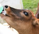 Come la zootecnia biologica sarà modificata dai Regolamenti CE 834/07 e 889/08