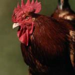 Confagricoltura: la UE mantenga il divieto all'importazione di carne di pollame trattata con sostanze antimicrobiche