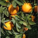 Calabria: La Cia di Crotone presenta il nuovo Marchio "Arancia del Crotonese"