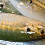 UNC: "Attenzione al pesce: a Natale le frodi ittiche sono dietro l'angolo"