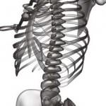 Più proteine, meno carboidrati: la dieta scudo per le ossa