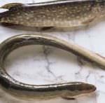 Cenone di Natale: occhio ai prezzi e alle etichette!