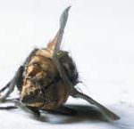 Moria di api e neonicotinoidi, Agrofarma risponde a Legambiente