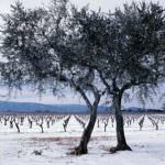 Coldiretti: la neve scongiura il rischio siccità