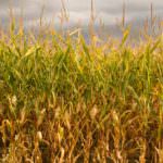 Energia, al via gli incentivi per la produzione di energia elettrica mediante biomassa agricola