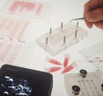 Scoperto un meccanismo molecolare regolatore fondamentale del reclutamento dei globuli bianchi dal sangue nei tessuti