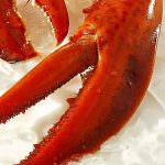 Milano: noto ristoratore denunciato per maltrattamenti ed atrocità sugli animali