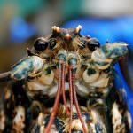 Aragosta record torna in Libertà