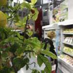 L'America insegue l'Italia nello sviluppo dei prodotti a marchio