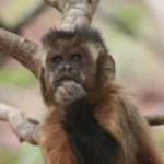 Le scelte ragionate dei cebi dai cornetti