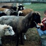8 marzo, Donne in campo: l'impresa agricola "in rosa" regge meglio alla crisi economica