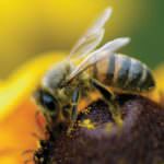 Bologna: Conapi festeggia 30 anni di impegno per il miele italiano