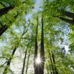 Forestry in a new economic climate