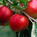 Agroalimentare, Cnr: il freddo salverà dall'estinzione antiche varietà di meli