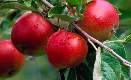 Agroalimentare, Cnr: il freddo salverà dall’estinzione antiche varietà di meli