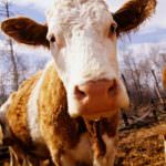 EU Vet Week: proteggere la salute degli animali e garantire la sicurezza degli alimenti attraverso la rintracciabilità