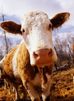 Lo studio: le mucche chiamate per nome producono più latte