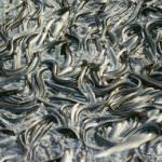 Operazione capitone, 7 tonnellate del pesce sequestrato a dicembre è stato devoluto in beneficenza