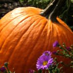 Zucca, rischio allergia per i bambini