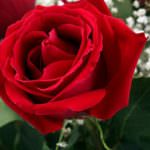 San Valentino, le rose restano il regalo più amato dagli italiani