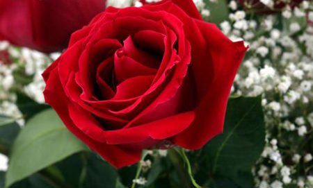 San Valentino, le rose restano il regalo più amato dagli italiani