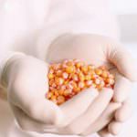 Ogm: No ad azioni squadristiche