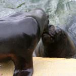 San Valentino, anche i pesci si innamorano