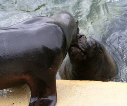 San Valentino, anche i pesci si innamorano