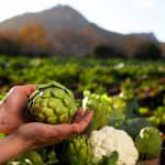 Le sfide dell'Italia all'Ue per il futuro delle politiche agricole