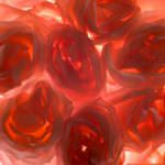 San Valentino, Coldiretti ci insegna il linguaggio dei fiori per evitare le gaffes