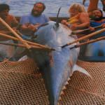 Repubblica Ceca: Pronto lo stop alla pesca del tonno rosso