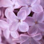 Salvia, calendula e tarassaco. I fiori nuova via dell'alimentazione