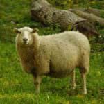 Clonazione, Coldiretti: per il suo compleanno Dolly finisce nel piatto