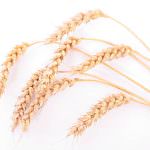 Prezzi, Confagricoltura: giochi al ribasso sul grano duro