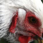 L'Europa dice no al cloro per eliminare la contaminazione superficiale delle carcasse di pollame