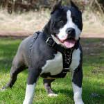 Salute: cani, nuove regole a tutela dell'incolumità pubblica