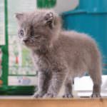 La Lav presente una denuncia contro Federfauna. E' "dittatura ideologica"