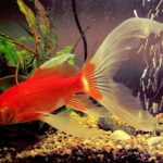 Inquinamento: i pesci cambiano sesso