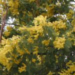 8 marzo: il maltempo ritarda e "taglia" la produzione di mimosa
