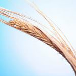 Crisi del mercato dei cereali: i produttori di grano duro e mais sono ormai al collasso