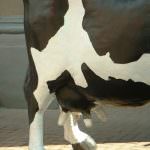 Clonazione animale, la FSA: "Carne e latte non sono dannosi"