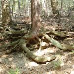 Federlegno Arredo e Wwf Italia con il Ministro Zaia per una gestione sostenibile e trasparente del legno