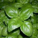 Sparito il Pesto Genovese, resta il "Pesto internazionale" (Qui ricetta e Disciplinare)