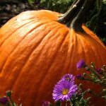 Halloween: Coldiretti, zucche a 1 euro/kg più per gola che paura