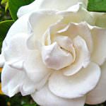 Lombardia: Una Gardenia per la Festa della Donna