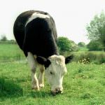 Milano: CIA, Quote latte - La grande mobilitazione degli allevatori incomincia a dare i primi risultati