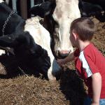 Umbria: Per le fattorie didattiche nuove aperture e attività possibili